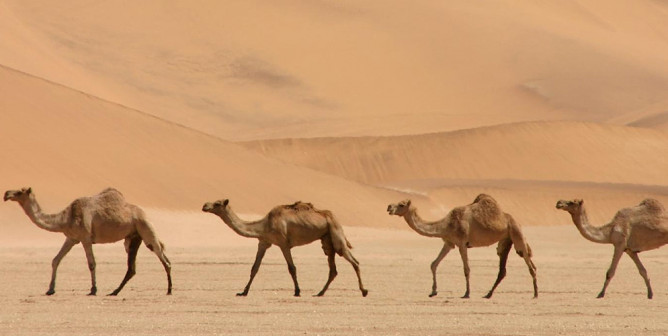 Прогулки на верблюде - одно из любимых занятий туристов